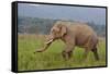 Indian Asian Elephant, Male, in the Savannah, Corbett NP, India-Jagdeep Rajput-Framed Stretched Canvas