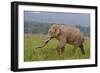 Indian Asian Elephant, Male, in the Savannah, Corbett NP, India-Jagdeep Rajput-Framed Photographic Print