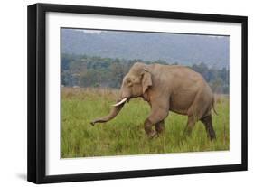 Indian Asian Elephant, Male, in the Savannah, Corbett NP, India-Jagdeep Rajput-Framed Photographic Print