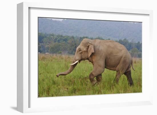 Indian Asian Elephant, Male, in the Savannah, Corbett NP, India-Jagdeep Rajput-Framed Photographic Print