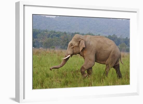 Indian Asian Elephant, Male, in the Savannah, Corbett NP, India-Jagdeep Rajput-Framed Photographic Print
