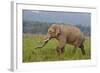 Indian Asian Elephant, Male, in the Savannah, Corbett NP, India-Jagdeep Rajput-Framed Photographic Print