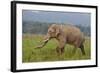 Indian Asian Elephant, Male, in the Savannah, Corbett NP, India-Jagdeep Rajput-Framed Photographic Print