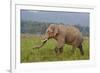 Indian Asian Elephant, Male, in the Savannah, Corbett NP, India-Jagdeep Rajput-Framed Photographic Print