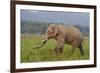 Indian Asian Elephant, Male, in the Savannah, Corbett NP, India-Jagdeep Rajput-Framed Photographic Print