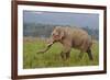 Indian Asian Elephant, Male, in the Savannah, Corbett NP, India-Jagdeep Rajput-Framed Photographic Print