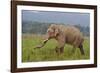 Indian Asian Elephant, Male, in the Savannah, Corbett NP, India-Jagdeep Rajput-Framed Photographic Print