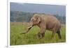 Indian Asian Elephant, Male, in the Savannah, Corbett NP, India-Jagdeep Rajput-Framed Photographic Print