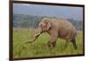 Indian Asian Elephant, Male, in the Savannah, Corbett NP, India-Jagdeep Rajput-Framed Photographic Print