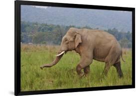 Indian Asian Elephant, Male, in the Savannah, Corbett NP, India-Jagdeep Rajput-Framed Photographic Print