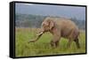 Indian Asian Elephant, Male, in the Savannah, Corbett NP, India-Jagdeep Rajput-Framed Stretched Canvas