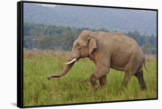 Indian Asian Elephant, Male, in the Savannah, Corbett NP, India-Jagdeep Rajput-Framed Stretched Canvas