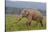 Indian Asian Elephant, Male, in the Savannah, Corbett NP, India-Jagdeep Rajput-Stretched Canvas