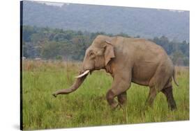 Indian Asian Elephant, Male, in the Savannah, Corbett NP, India-Jagdeep Rajput-Stretched Canvas