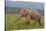 Indian Asian Elephant, Male, in the Savannah, Corbett NP, India-Jagdeep Rajput-Stretched Canvas