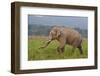 Indian Asian Elephant, Male, in the Savannah, Corbett NP, India-Jagdeep Rajput-Framed Premium Photographic Print