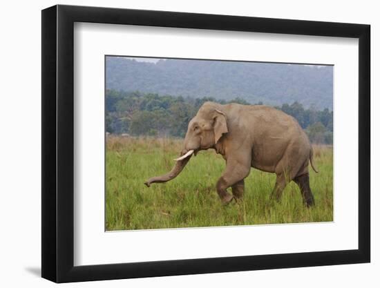 Indian Asian Elephant, Male, in the Savannah, Corbett NP, India-Jagdeep Rajput-Framed Premium Photographic Print