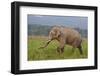 Indian Asian Elephant, Male, in the Savannah, Corbett NP, India-Jagdeep Rajput-Framed Premium Photographic Print