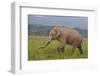 Indian Asian Elephant, Male, in the Savannah, Corbett NP, India-Jagdeep Rajput-Framed Premium Photographic Print