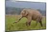 Indian Asian Elephant, Male, in the Savannah, Corbett NP, India-Jagdeep Rajput-Mounted Premium Photographic Print