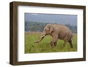 Indian Asian Elephant, Male, in the Savannah, Corbett NP, India-Jagdeep Rajput-Framed Photographic Print