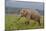 Indian Asian Elephant, Male, in the Savannah, Corbett NP, India-Jagdeep Rajput-Mounted Photographic Print