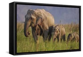 Indian Asian Elephant, Mother and Calves, Corbett National Park, India-Jagdeep Rajput-Framed Stretched Canvas