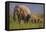 Indian Asian Elephant, Mother and Calves, Corbett National Park, India-Jagdeep Rajput-Framed Stretched Canvas