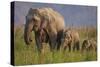 Indian Asian Elephant, Mother and Calves, Corbett National Park, India-Jagdeep Rajput-Stretched Canvas