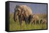 Indian Asian Elephant, Mother and Calves, Corbett National Park, India-Jagdeep Rajput-Framed Stretched Canvas