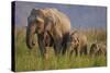 Indian Asian Elephant, Mother and Calves, Corbett National Park, India-Jagdeep Rajput-Stretched Canvas