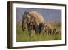 Indian Asian Elephant, Mother and Calves, Corbett National Park, India-Jagdeep Rajput-Framed Photographic Print