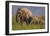 Indian Asian Elephant, Mother and Calves, Corbett National Park, India-Jagdeep Rajput-Framed Photographic Print