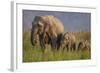 Indian Asian Elephant, Mother and Calves, Corbett National Park, India-Jagdeep Rajput-Framed Photographic Print