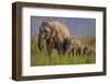 Indian Asian Elephant, Mother and Calves, Corbett National Park, India-Jagdeep Rajput-Framed Photographic Print