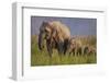 Indian Asian Elephant, Mother and Calves, Corbett National Park, India-Jagdeep Rajput-Framed Photographic Print