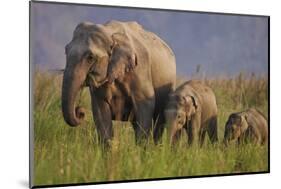 Indian Asian Elephant, Mother and Calves, Corbett National Park, India-Jagdeep Rajput-Mounted Photographic Print