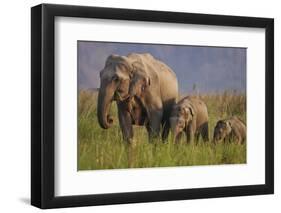 Indian Asian Elephant, Mother and Calves, Corbett National Park, India-Jagdeep Rajput-Framed Premium Photographic Print