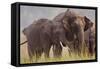 Indian Asian Elephant, Offering Grass, Corbett National Park, India-Jagdeep Rajput-Framed Stretched Canvas