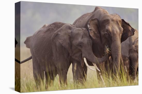 Indian Asian Elephant, Offering Grass, Corbett National Park, India-Jagdeep Rajput-Stretched Canvas