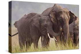 Indian Asian Elephant, Offering Grass, Corbett National Park, India-Jagdeep Rajput-Stretched Canvas