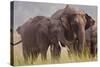 Indian Asian Elephant, Offering Grass, Corbett National Park, India-Jagdeep Rajput-Stretched Canvas