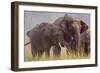 Indian Asian Elephant, Offering Grass, Corbett National Park, India-Jagdeep Rajput-Framed Photographic Print