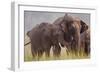 Indian Asian Elephant, Offering Grass, Corbett National Park, India-Jagdeep Rajput-Framed Photographic Print