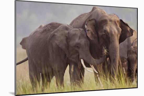 Indian Asian Elephant, Offering Grass, Corbett National Park, India-Jagdeep Rajput-Mounted Photographic Print