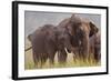 Indian Asian Elephant, Offering Grass, Corbett National Park, India-Jagdeep Rajput-Framed Photographic Print