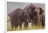 Indian Asian Elephant, Offering Grass, Corbett National Park, India-Jagdeep Rajput-Framed Photographic Print