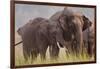 Indian Asian Elephant, Offering Grass, Corbett National Park, India-Jagdeep Rajput-Framed Photographic Print