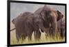 Indian Asian Elephant, Offering Grass, Corbett National Park, India-Jagdeep Rajput-Framed Photographic Print