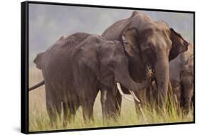 Indian Asian Elephant, Offering Grass, Corbett National Park, India-Jagdeep Rajput-Framed Stretched Canvas